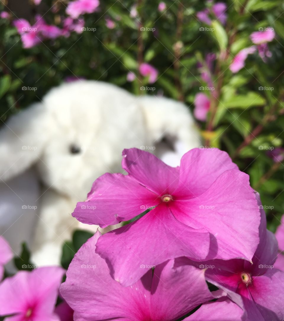 Soft and vibrant pink Spring (no bunnies were harmed in the process of mission filming)