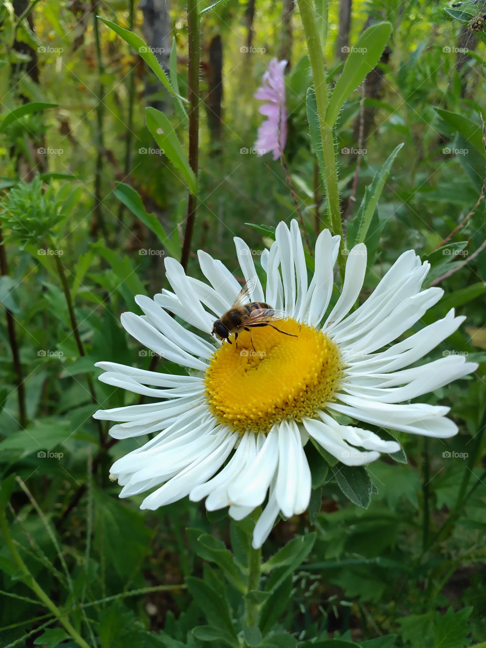 child of the nature.