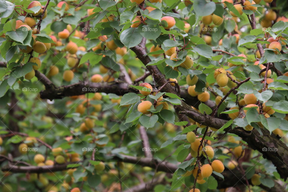 Apricot tree