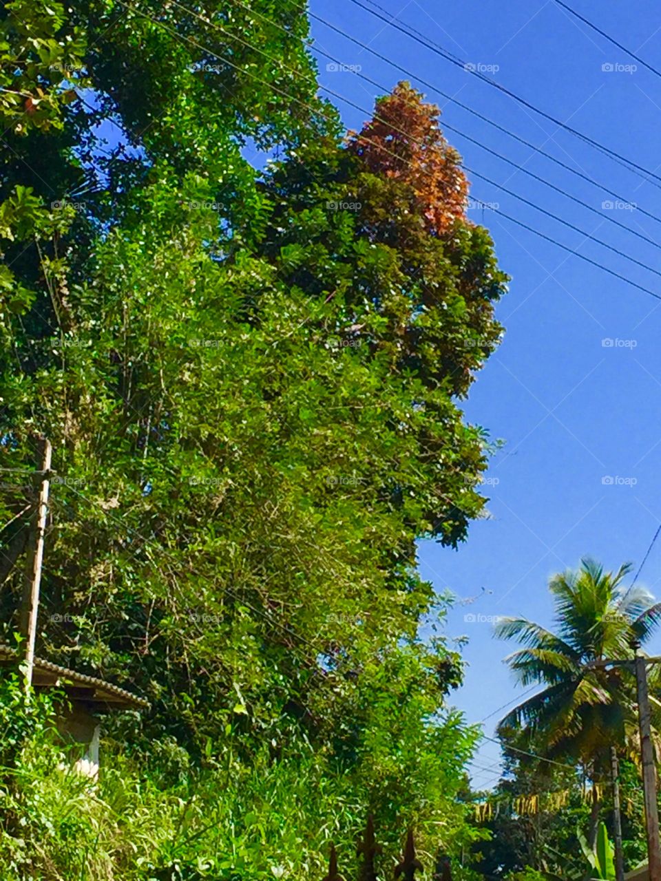 Even though the trees lose leaves they are not worried....They always add more beauty to the nature🍁🍂🍂🍂🍂🍂🍂☘️☘️☘️☘️☘️