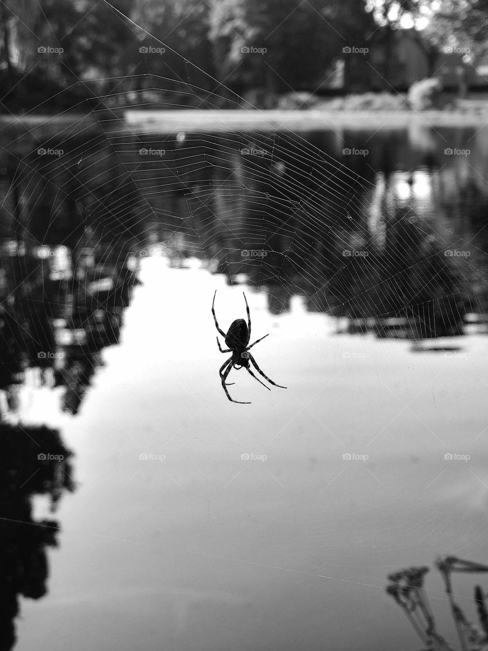 Spiderweb black and white