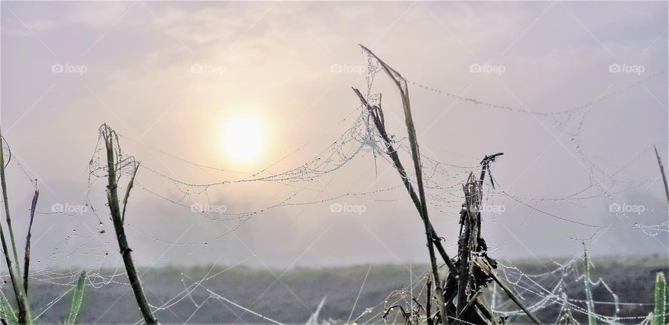 spider webs with dew drops on a foggy day at sunrise