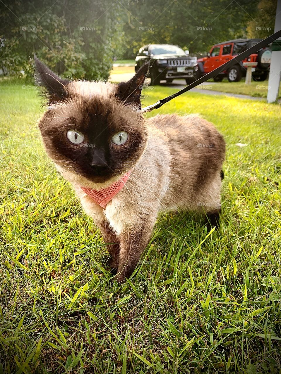 My cat Cinnamon “walking time”