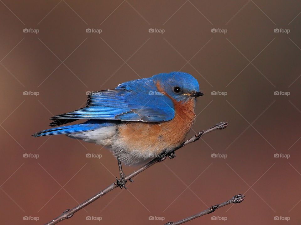 eastern bluebird