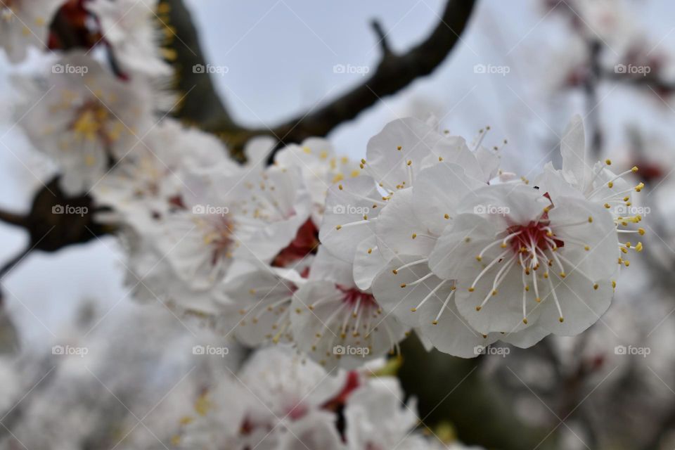 Blooming branch