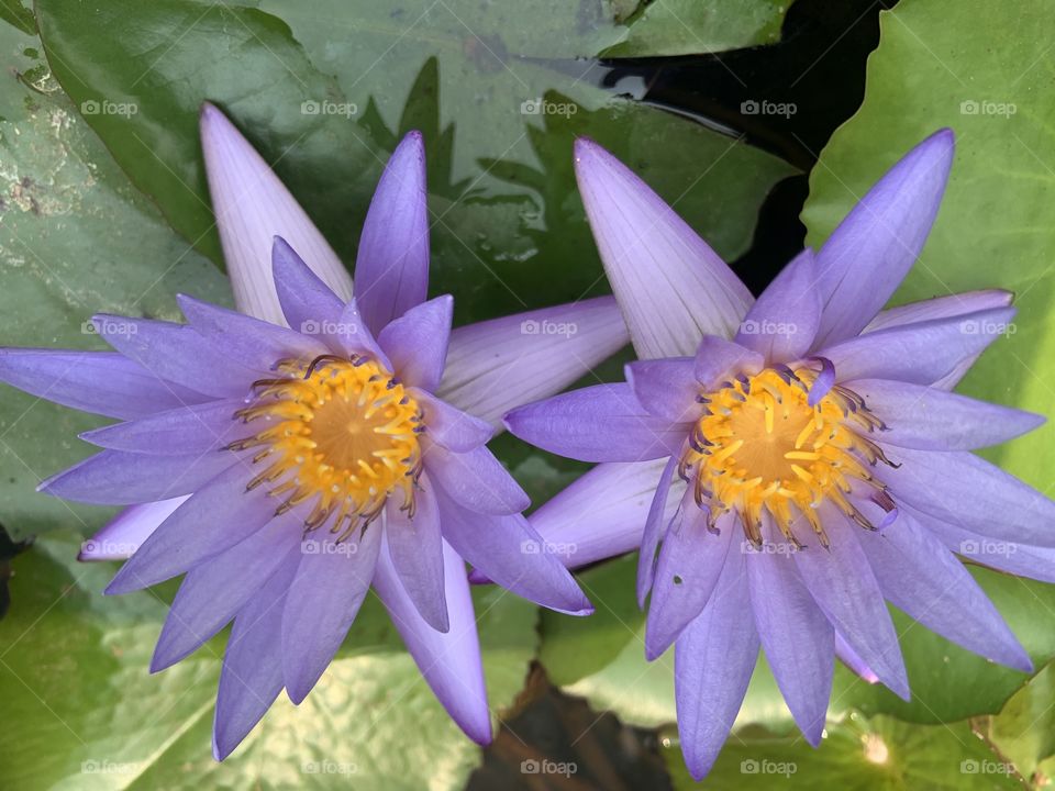 The stories of the Lotus, Countryside (Thailand)