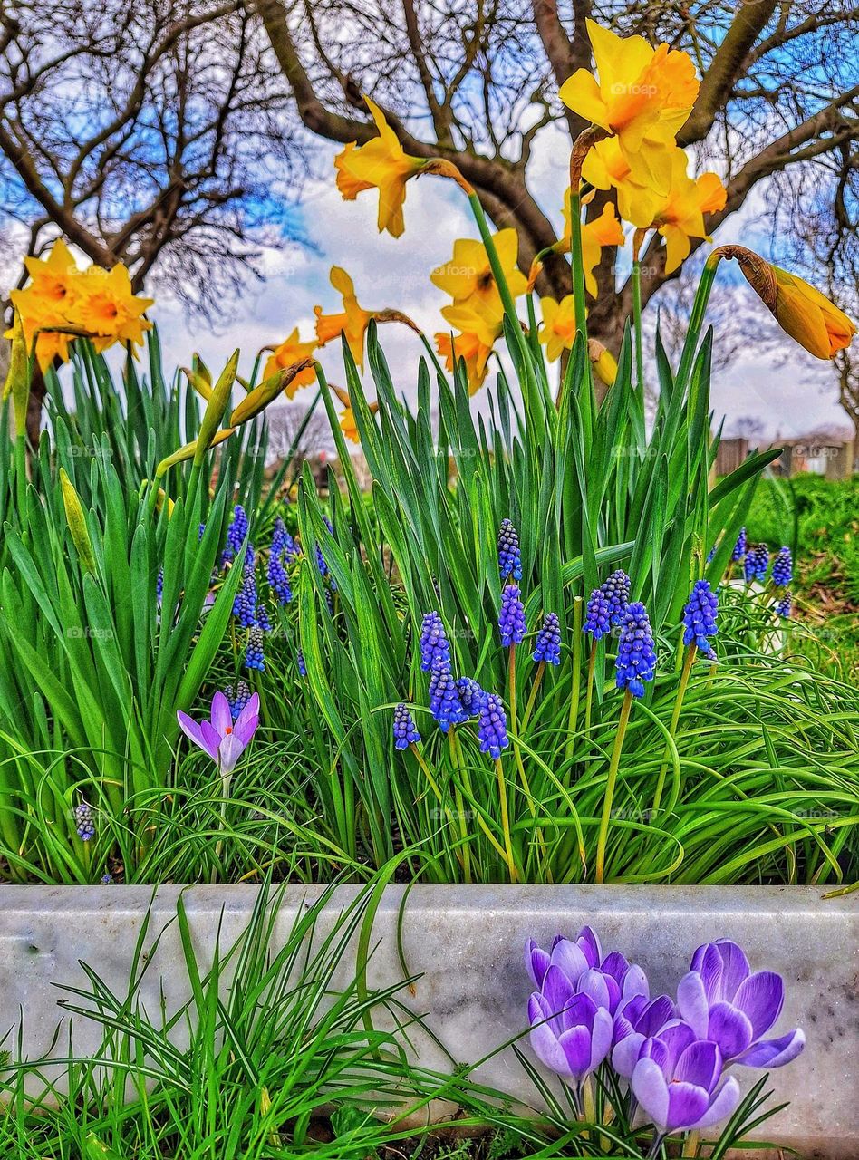 Image of an assortment of spring flowers, crocuses, grape hyacinths and daffodils all growing together