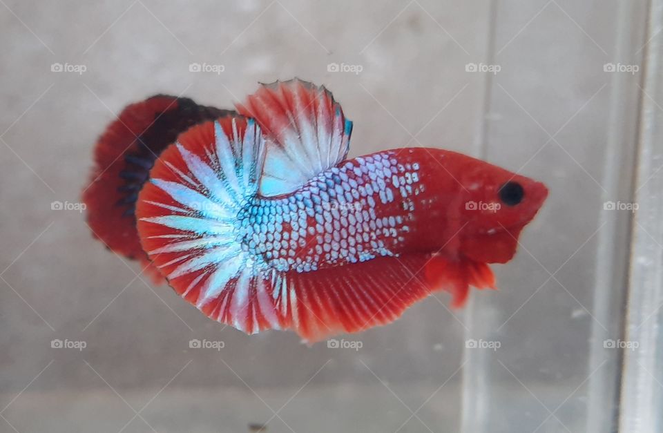 betta fish in aquarium,  ikan cupang,  ikan laga, ikan tempalo