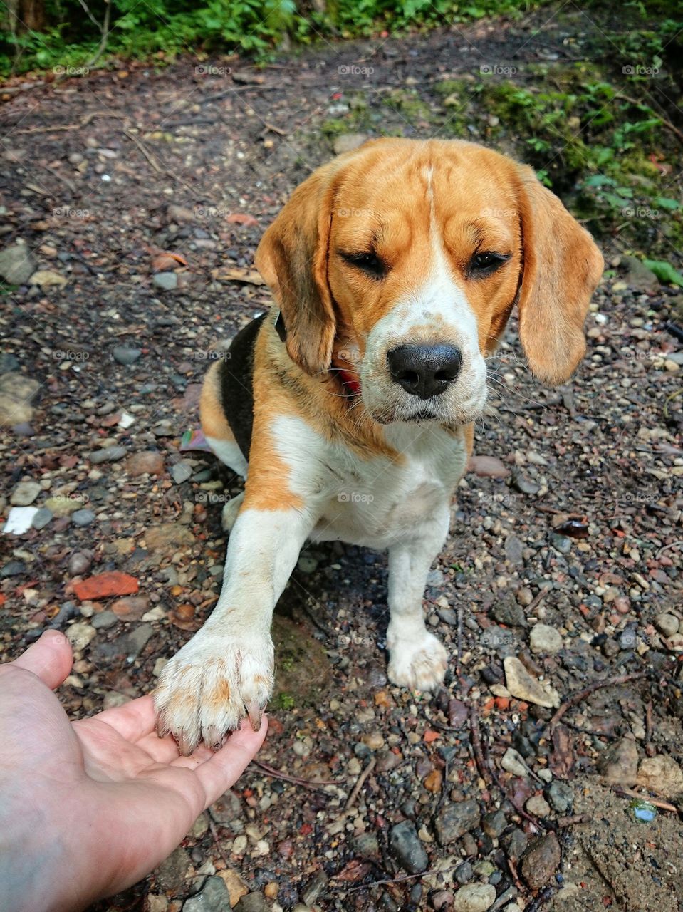 Beagle dog