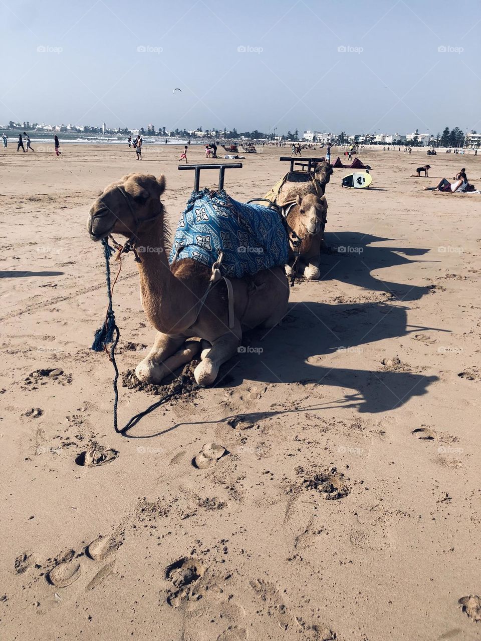 Beautiful camels in the beach