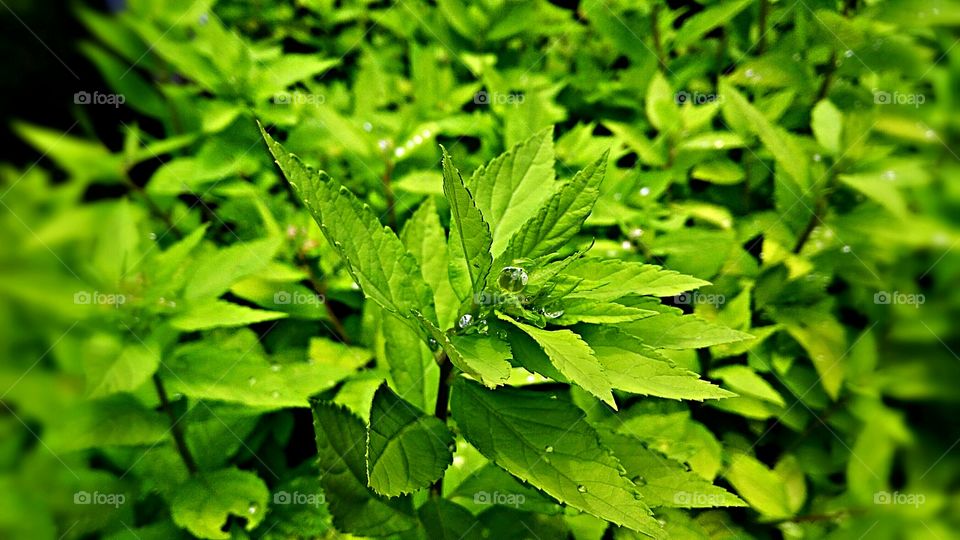 green plant with water drops