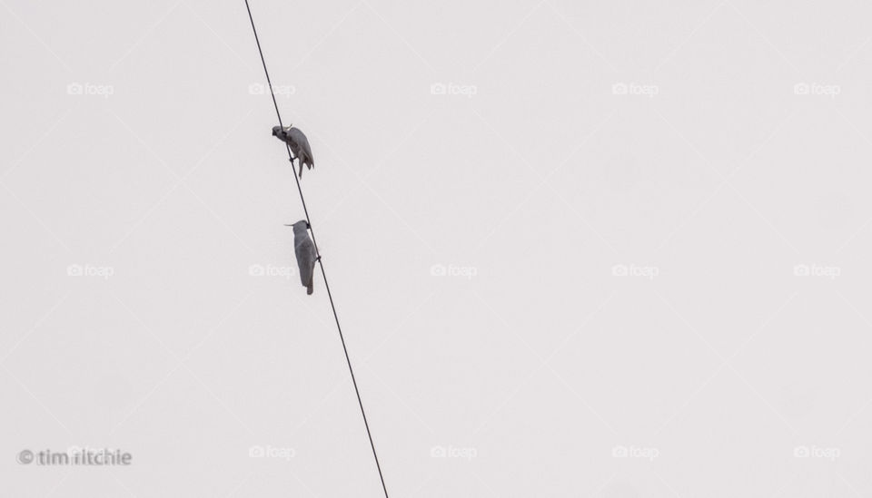 Two cockatoos on the rigging of a yacht - Rushcutters Bay, Sydney Harbour