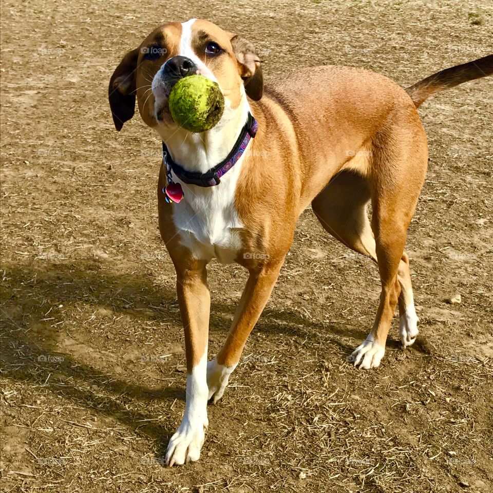 Dog fetching ball