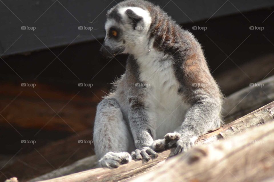 ring-tailed lemur