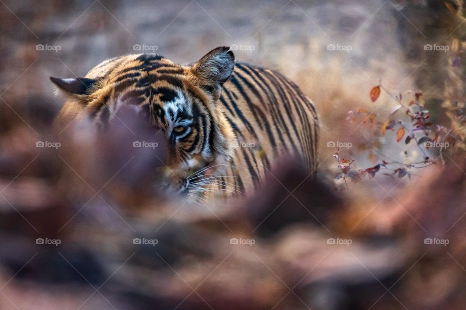 A Beautiful Tiger Resting On Forest Floor