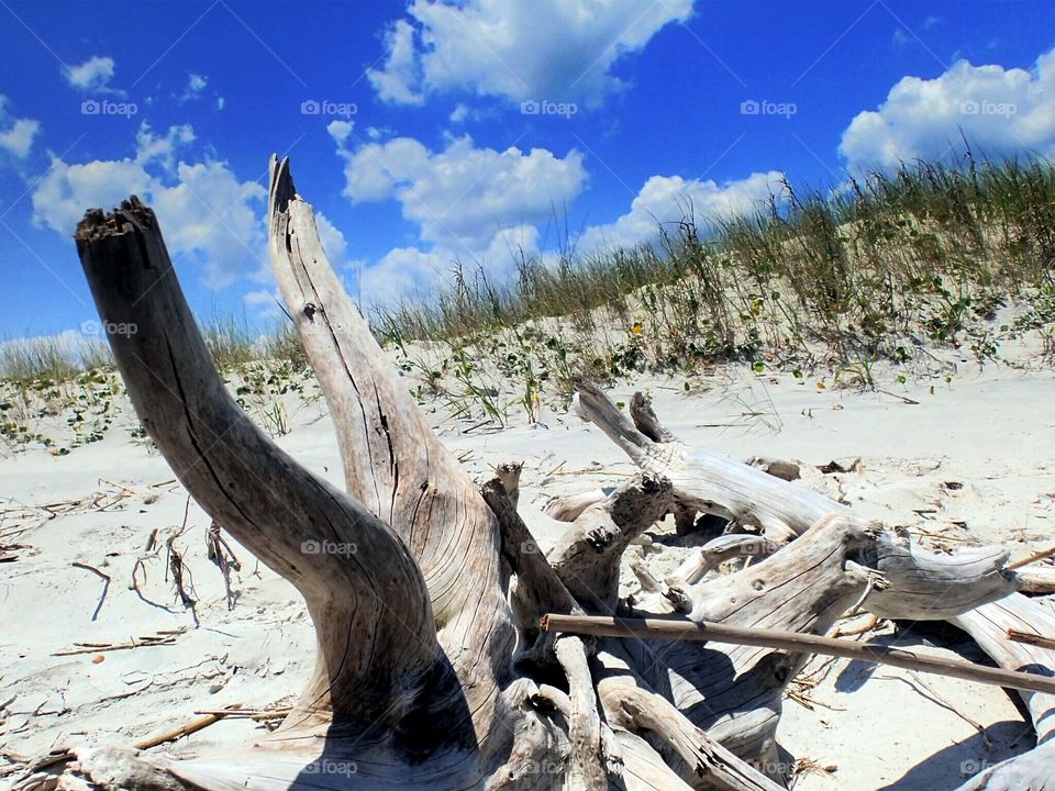 Driftwood. Driftwood on lil talbot island