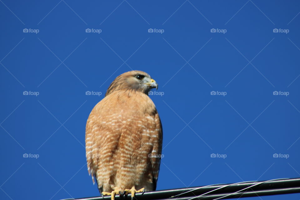 redtail hawk
red tail hawk