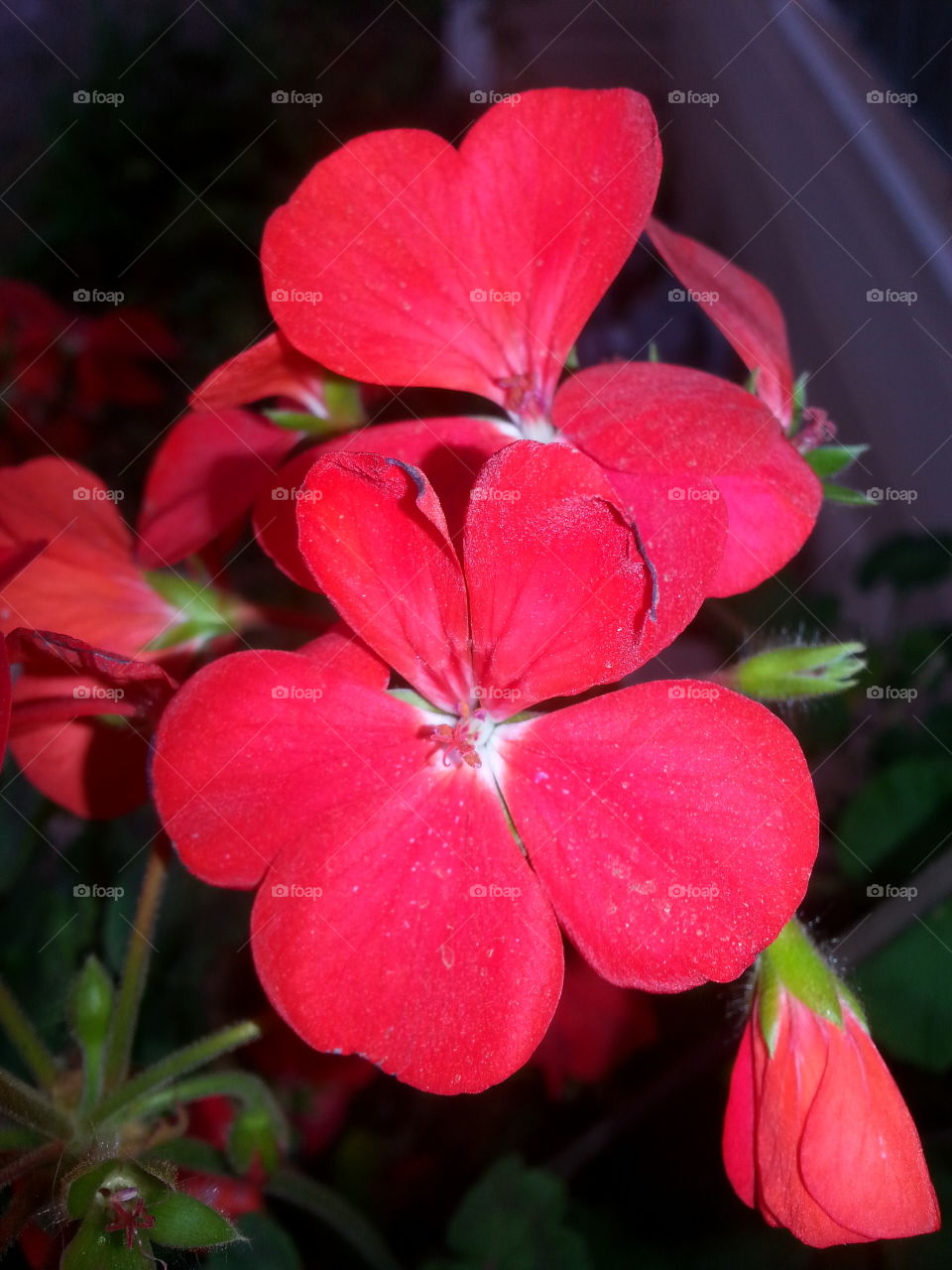 geraniums