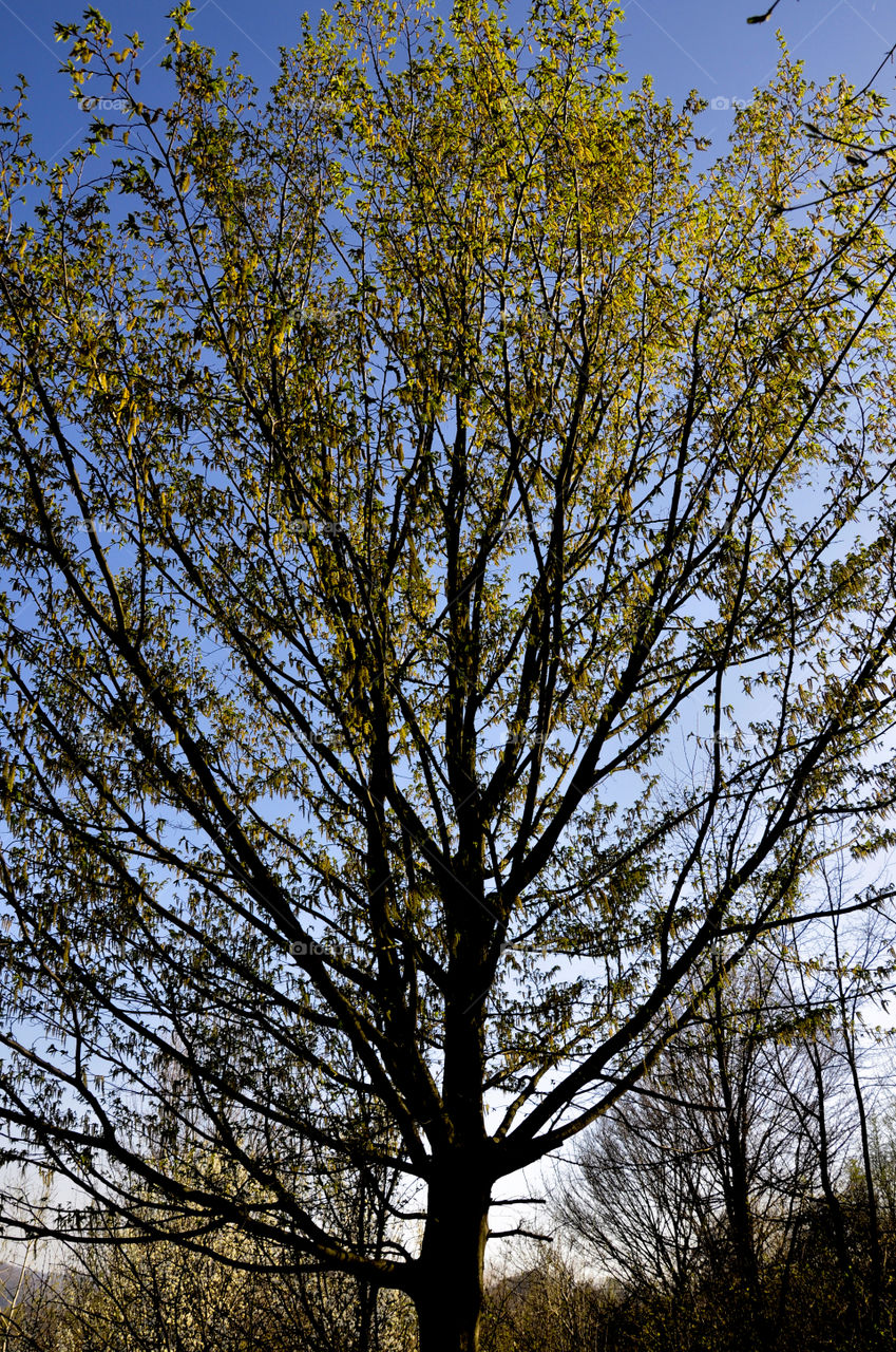 Tree, No Person, Fall, Leaf, Branch