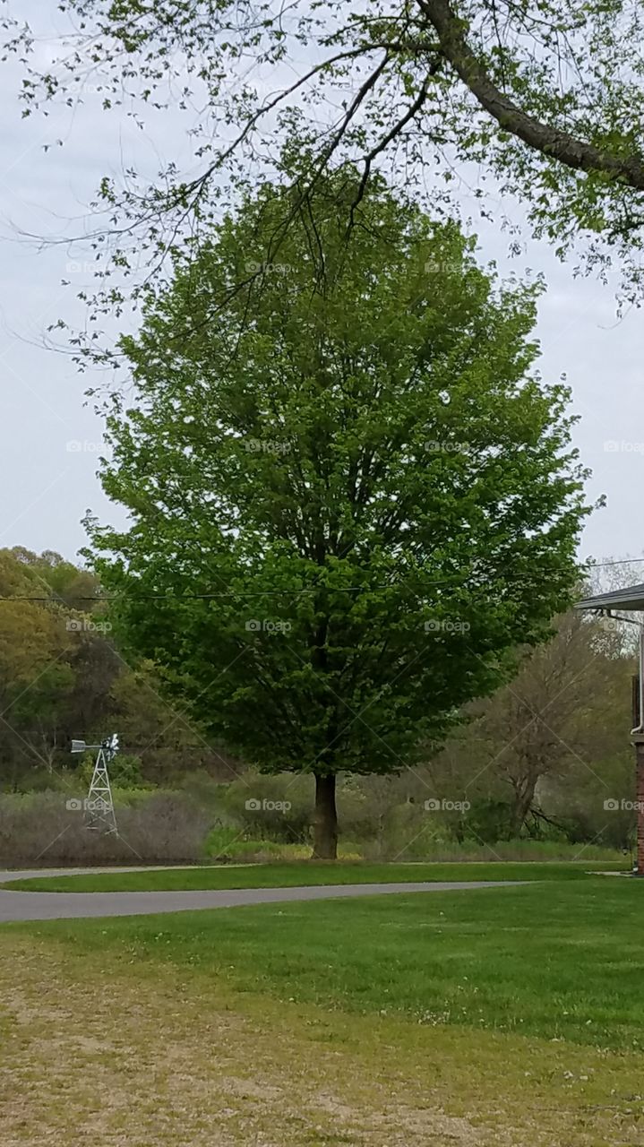 What a beautiful strong tree