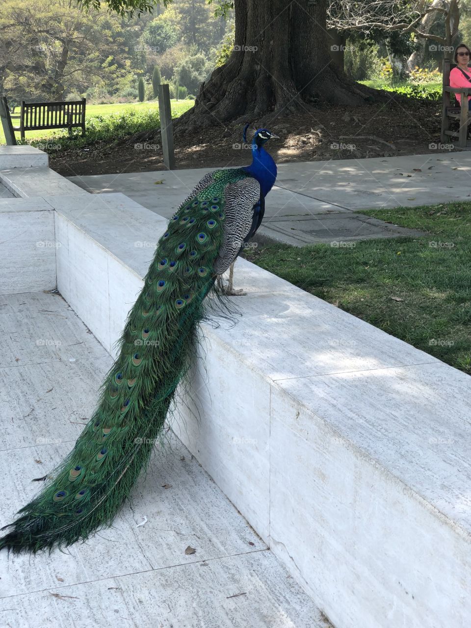 Beautiful peacock 