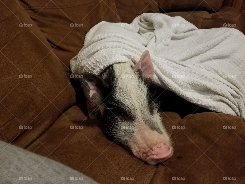 pig in a blanket