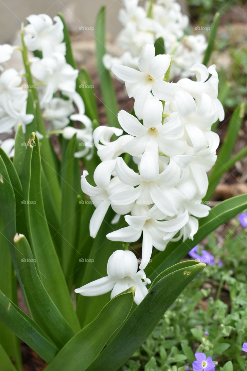 White Hyacinths are bright and beautiful in a garden setting. Close up of stems with mulch and greenery in the back. 
