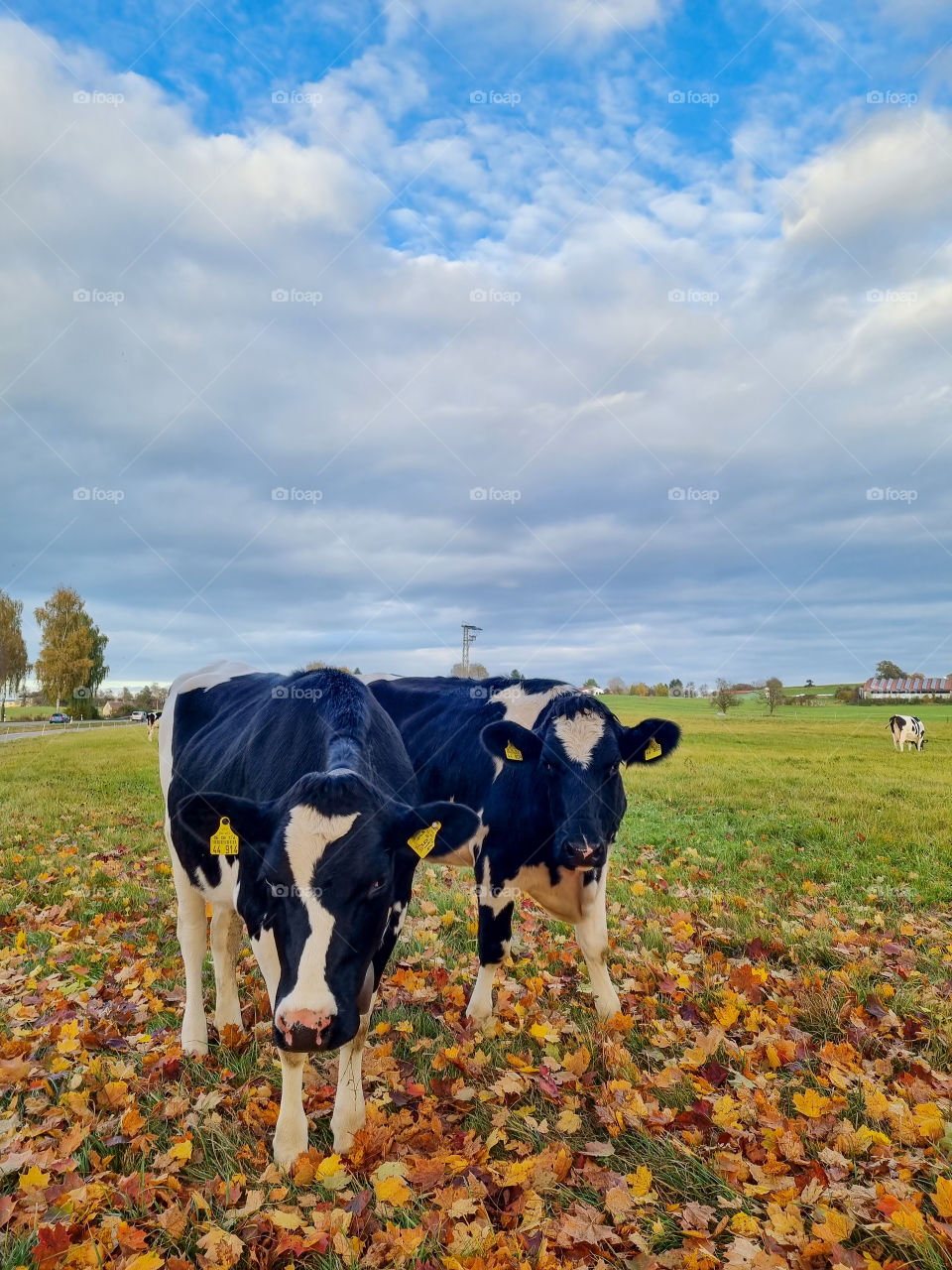I went outside on a beautiful sunny autumn day and I saw this healthy looking cows eating fresh grass. They got curious about me taking pictures and they came very close to say hi. Photogenic cows.