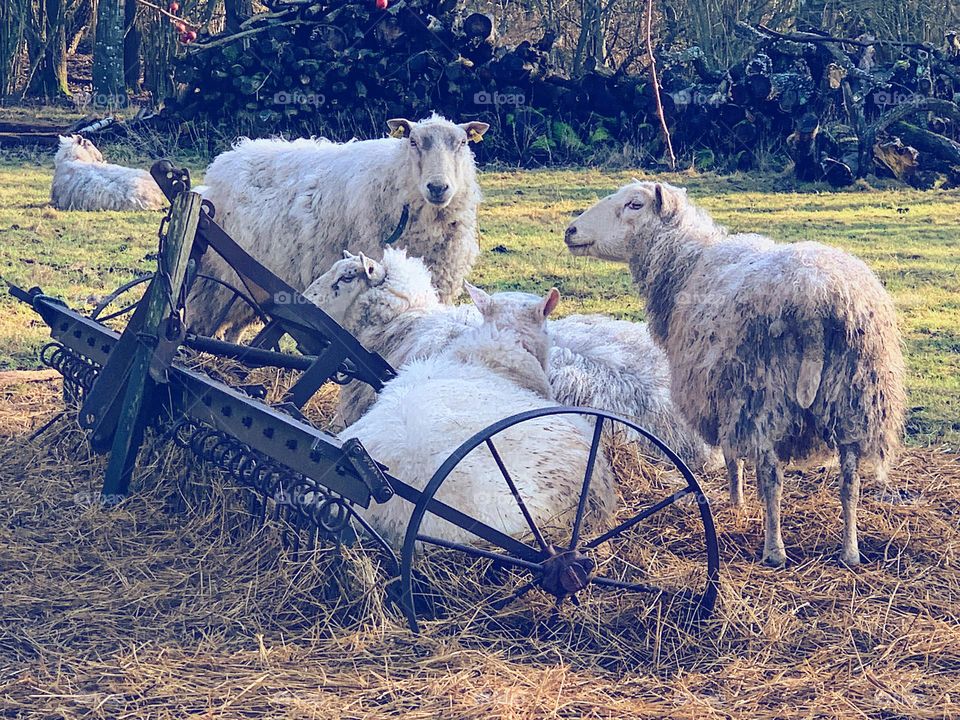 Sheep farming in the countryside 