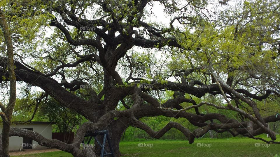 Live Oak Tree. Texas