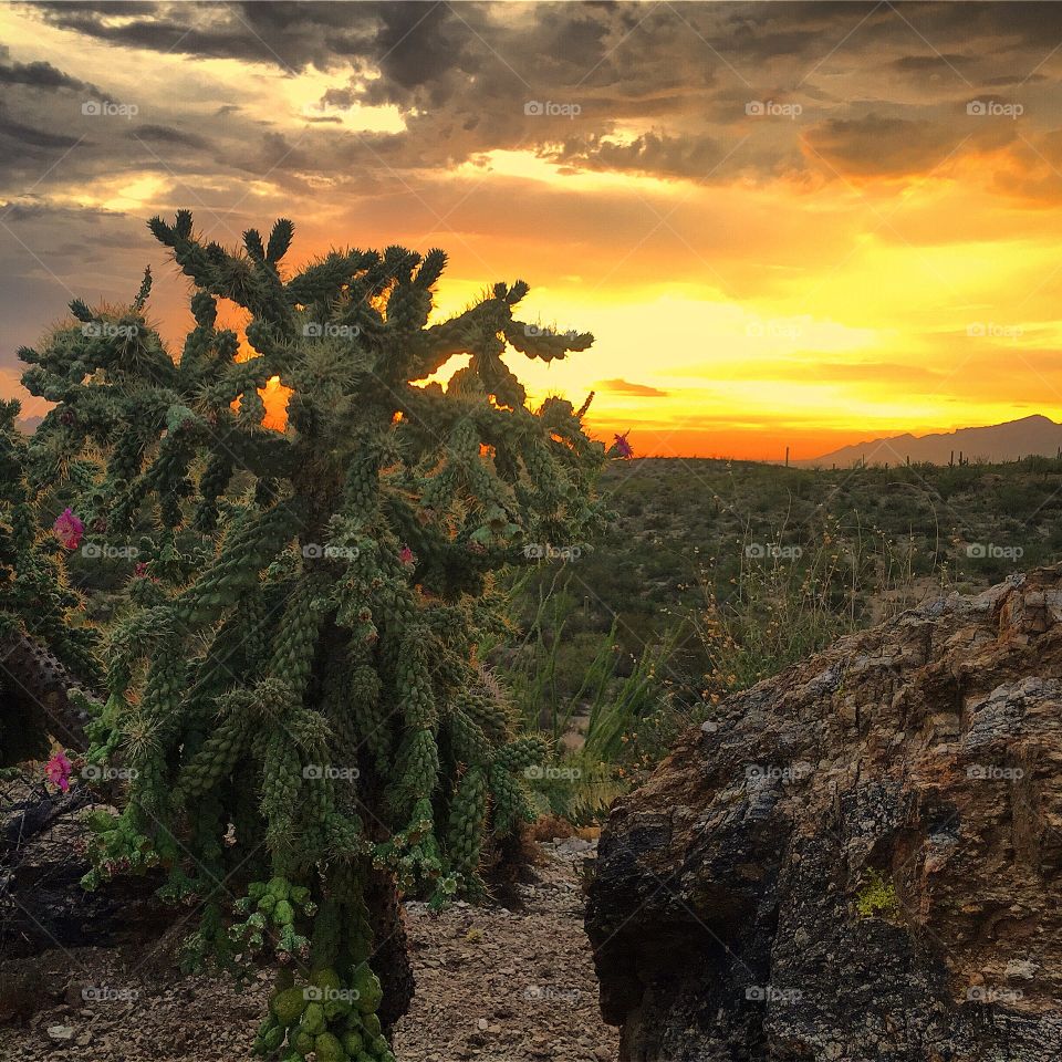 Desert Sunset 