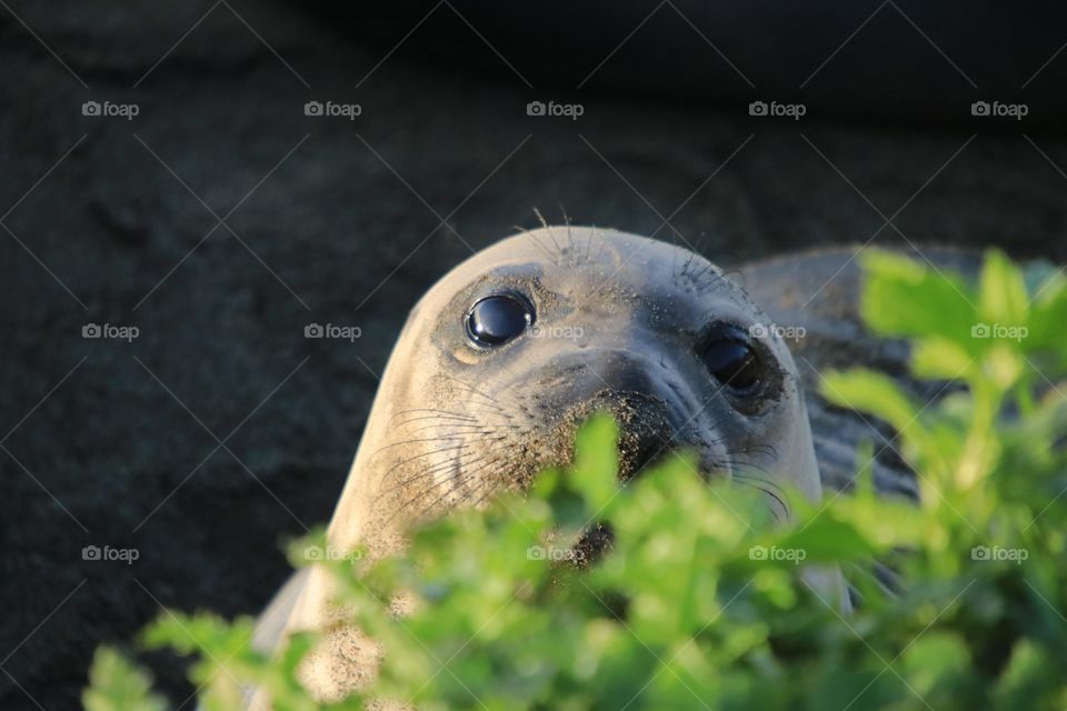 playing hide and seek with a baby elephant seal