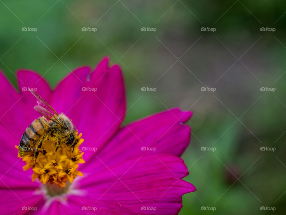 Honeybee collecting pollen from a flower