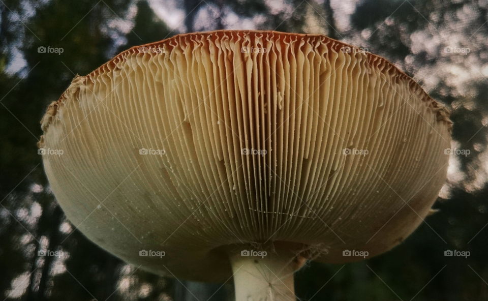 Fly agaric cap from below. Amanita muscaria