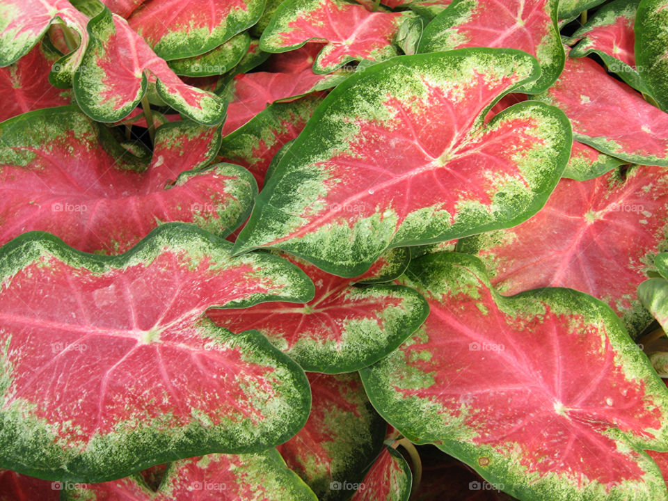 Red And Green Leaves With An Aroma Of Beauty,have a nice day.
