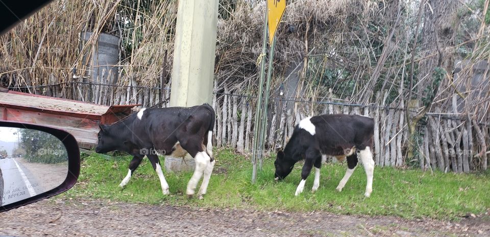 cows hanging out on the side of the road