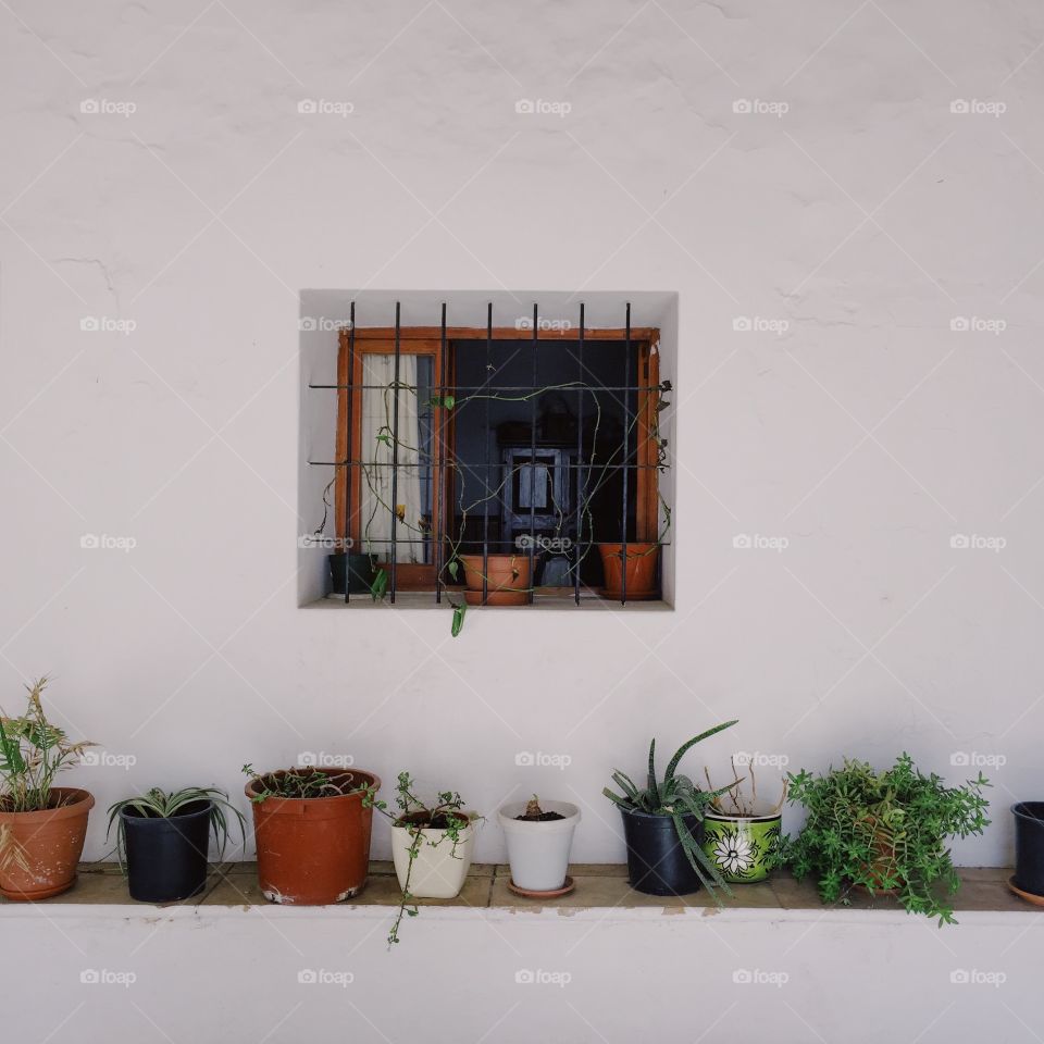 Plants in the pots