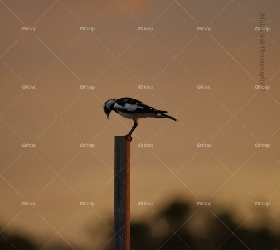 Murray magpie