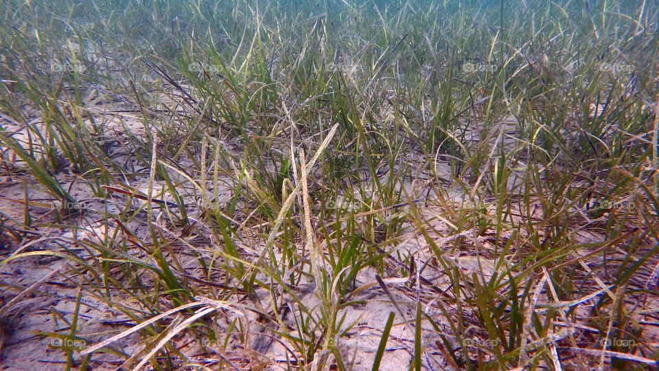 sea grass