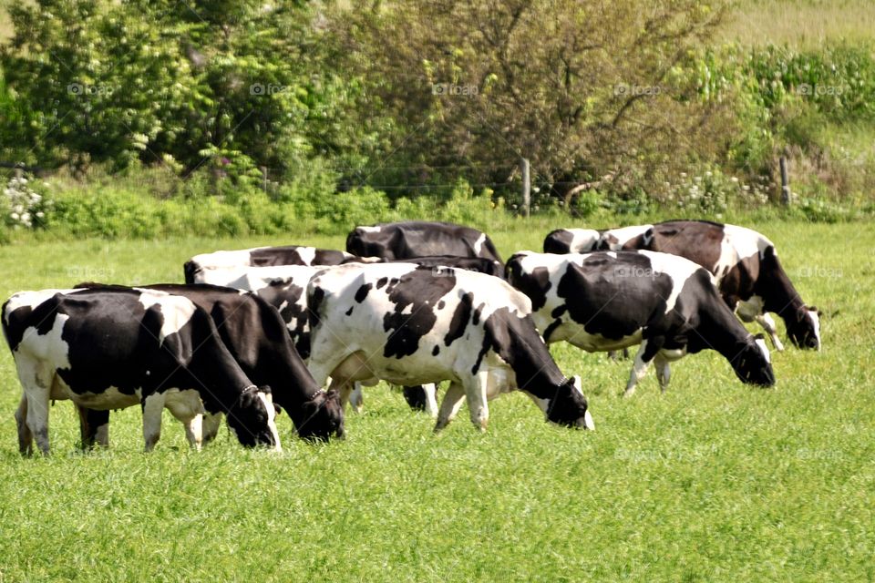 A lines of cows grazing on the grass 