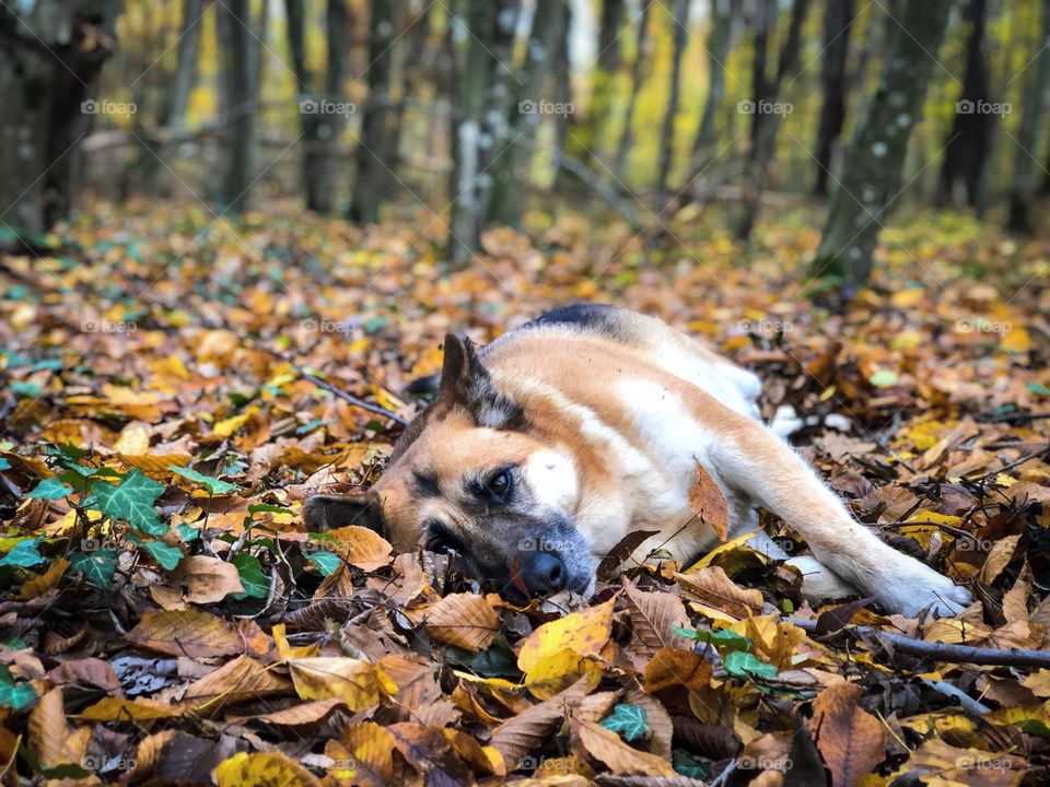 Dog in leaves