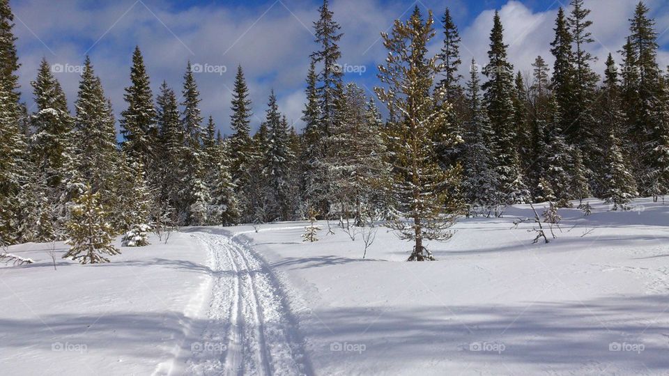 Skiing in the forest 