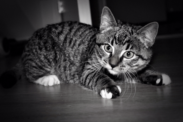 white black cat animals by vienesse
