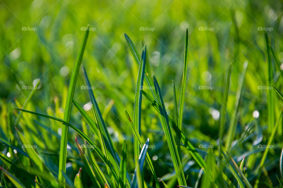 Grass in sunset.