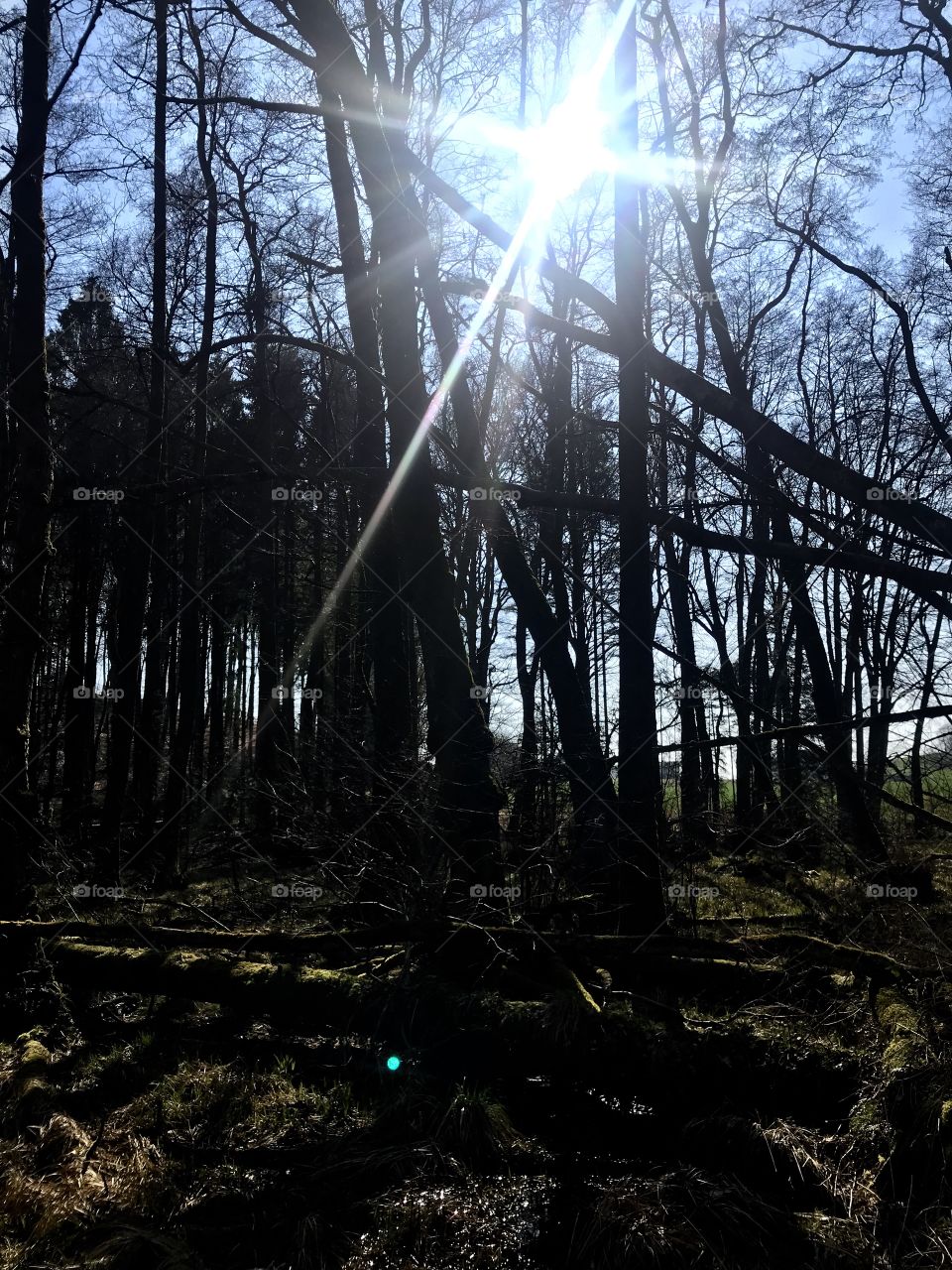 Swiss Forest Dägimoos 