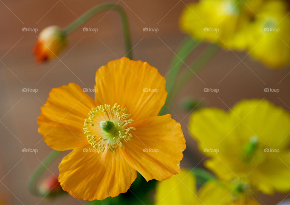 YELLOW POPPY