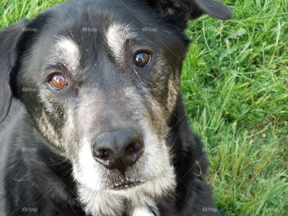 Foapcom Cane Corso Husky Mix With 2 Color Eyes Stock Photo