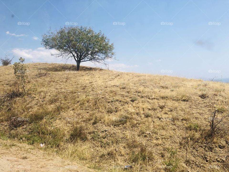 lonely tree