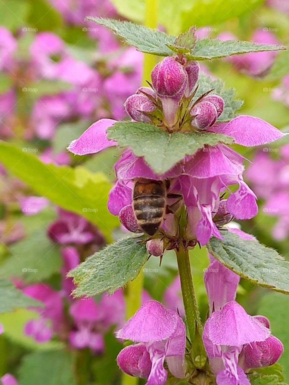 Bees fly from flower to flower in order to collect nectar, which they completely turn into honey.