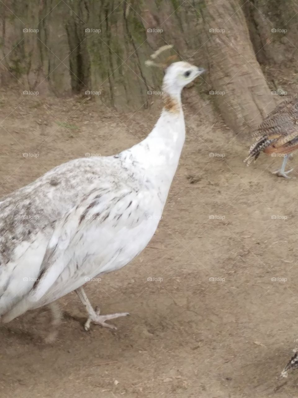 white peahen